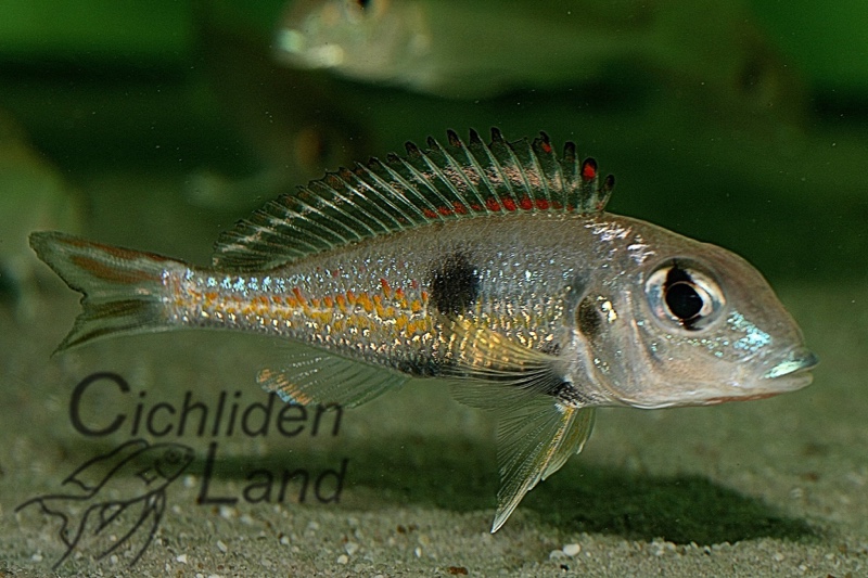 Callochromis pleurospilus 'Ujiji'